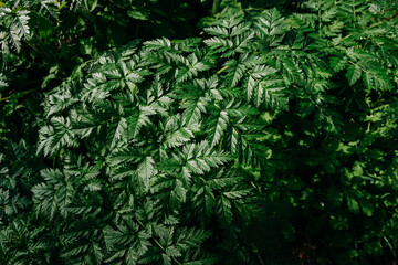 The background image that is green, abstract green leaf texture, nature background, tropical leaf