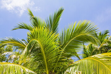 Palm trees  in the Maldives