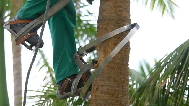 Climbing up the palm tree for pruning the palm leaves in 4k slow motion 60fps
