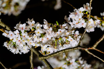 夜桜