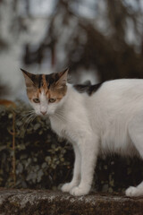 cat on the rocks