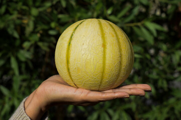 Female holding Indian muskmelon fruit in palm. Healthy organic fruit and vegetable farm fresh on nature outdoors background. Cantaloupe or kharbooja yellow with green verticle stripes. Asian fruits
