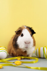 Live Guinea Pig with Easter eggs.