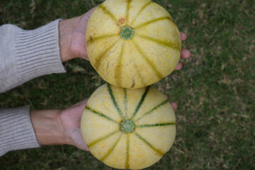 Female holding Indian muskmelon fruit in palm. Healthy organic fruit and vegetable farm fresh on...