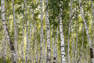 Horizontal photo of a group of young white birch trees with green foliage is against the blurred background in the forest in sunny summer day