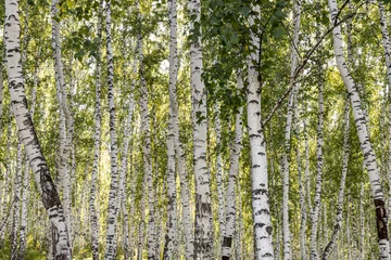 Schilderijen op glas Horizontal photo of a group of young white birch trees with green foliage is against the blurred background in the forest in sunny summer day © Tatiana Kuklina