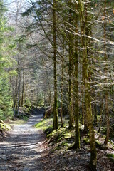 An underwood in Switzerland. The 26th April 2021, spring, Seelisberg, Switzerland.