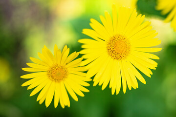 Doronicum orientale, the leopard's bane, is a European plant species in the family Asteraceae.