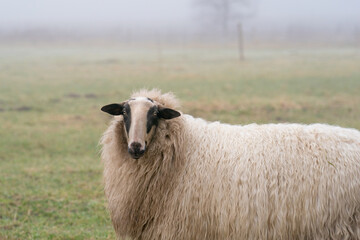 Fototapeta premium One sheep in the mist. The sheep looks into the camera, detail shot, part of body. Sheep stands in the spring grass. Agriculture and extensive traditional sheep breeding