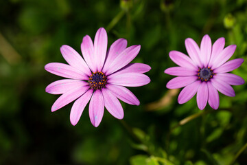 Fototapeta premium Close up Osteospermum violet African daisy flower. Purple wild flower with focus on pollen with shallow depth of field. dark pink chamomile. Floral backdrop with pink flowers