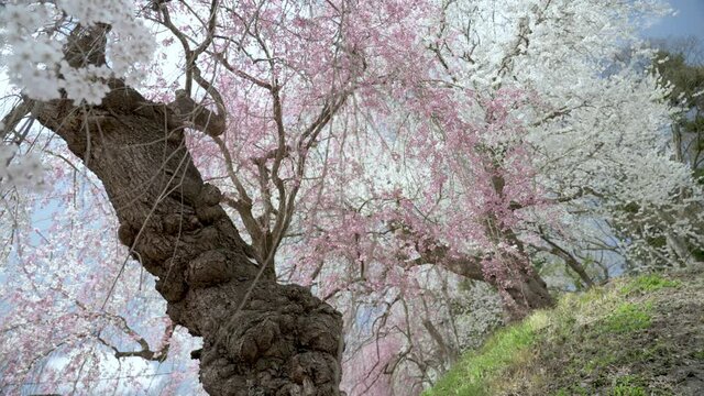 烏帽子山公園桜まつり　枝垂桜01アオリ