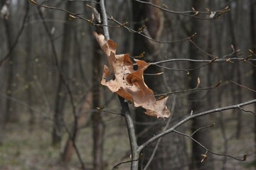 Spring. dry leaf on a branch 