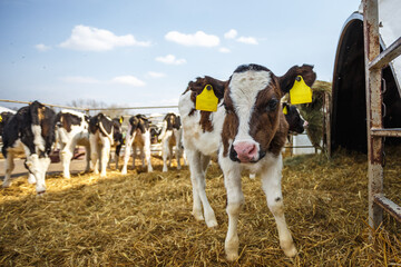 Livestock cow farm. Herd of black white calfs are looking at the camera with interest. Breeding...