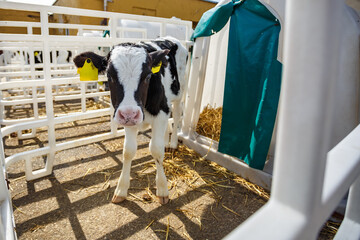 Livestock cow farm. Herd of black white calfs are looking at the camera with interest. Breeding...