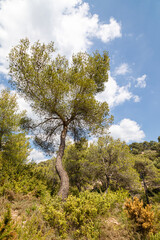 trees on the Sainte-Victoire mountain estate, in Provence