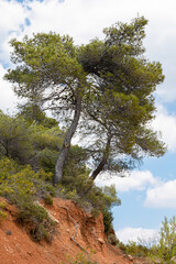 Obraz premium trees on the Sainte-Victoire mountain estate, in Provence