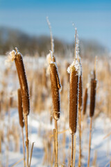 Reed mace in the rays of the morning sun.