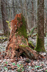 oak stump covered with moss. old dead fallen tree. vertical photo of a tree stump