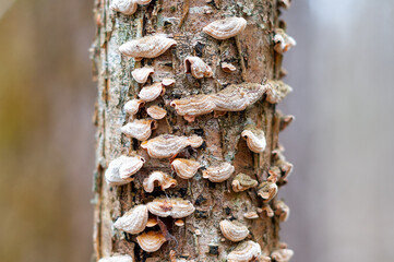 fungus is a parasite growing on a tree. mushroom tinder fungus close up. photo with shallow depth of field