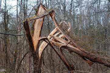 old dead fallen tree. broken tree in the forest. storm aftermath