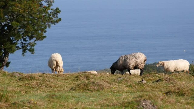 Sheep in the Spanish Basque country near the Atlantic Ocean