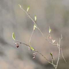 pędy Buka Fagus sylvatica