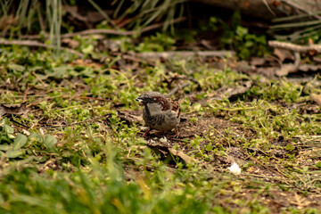 common sparrow with a piece of bread in its beak_