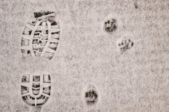 Cat tracks in fresh snow next to human boot print