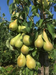 pears on tree