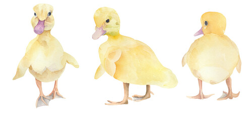 Set of watercolor ducklings