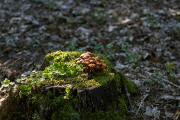 Małe grzyby rosnące na pniu