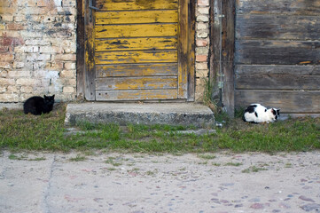 Dwa koty siedzące przed starym wiejskim domem