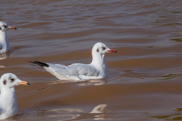 Seagull floating in water Inle Lake in Burma, Myanmar. Close up