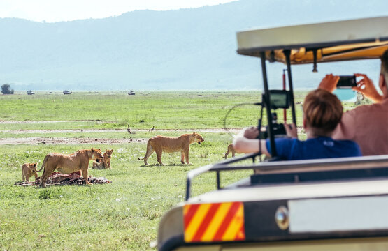 Two lionesses with zebra-pray meat remainings and lion cubs. Safari vehicle passengers taking photos of animals. Ngorongoro Crater Conservation Area, Tanzania. Naturally animals habitation in Africa