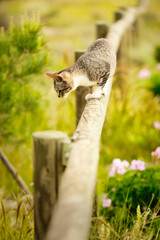 Gato caminando sobre valla de madera