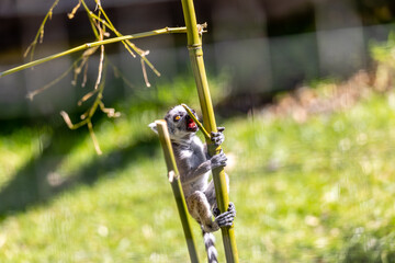 baby lemur © SR7 Photo