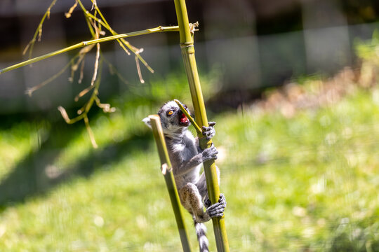 baby lemur