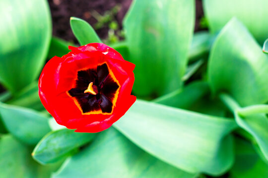 odan an open red tulip on a background of green foliage