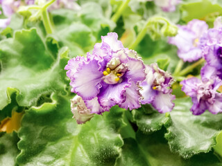 Flower Violet Usambara two-tone close-up