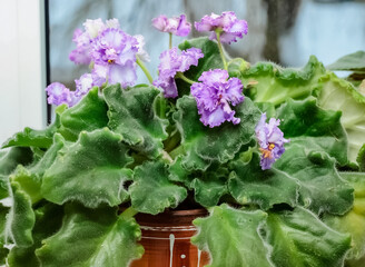 Violet uzambar two-tone with lace flowers