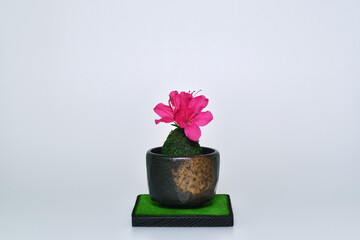 つつじのミニ盆栽