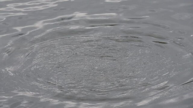 Duck dives under the water