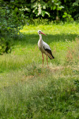 Stork Captured In Fresh Green Nature