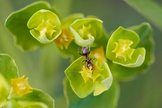 Single ant on Myrtle spurge plant (Euphorbia myrsinites) in green meadow.