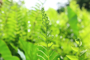 close up of green ferns in a green plants background.