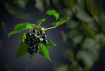Branch of black currant  with leaves and berries on a dark background.