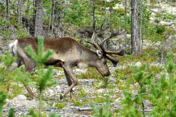A male reindeer in the forest tundra.