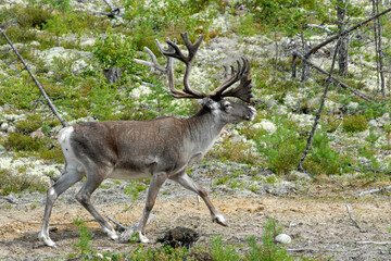Naklejka na ściany i meble A male reindeer in the forest tundra.