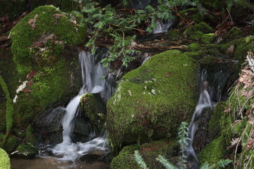 beautiful forest of trees rivers waterfalls water green moss moisture