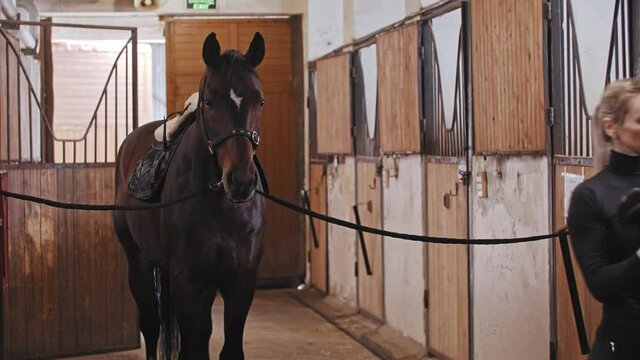 Woman with high ponytail putting on a saddle a horse on a leash